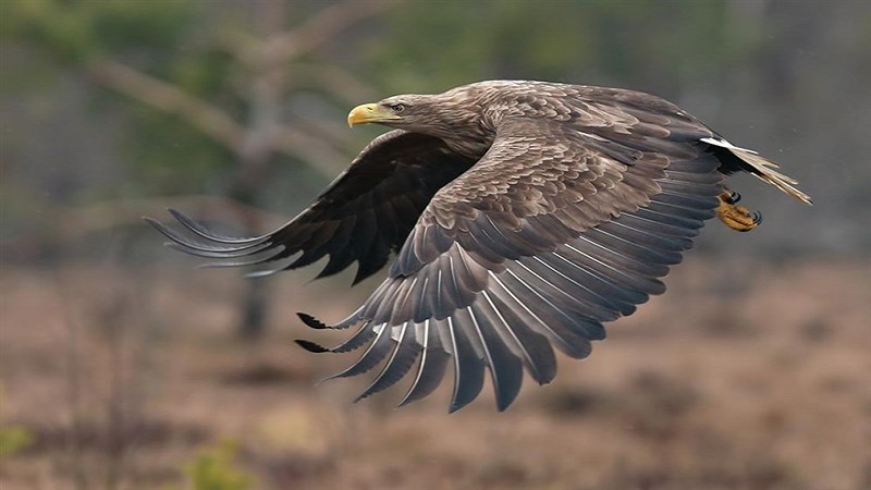 ورود عقاب به یک رستوران در تهران+تصاویر 