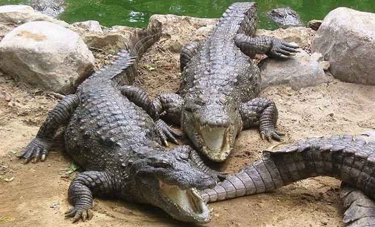 وزارت جهاد کشاورزی برای پرورش کروکودیل ورود کند/ مزارع موجود کافی نیست/ پوست کروکودیل صادرات را تقویت می‌کند