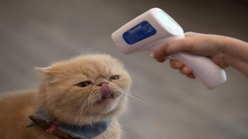 بلومبرگ: سازمان جهانی بهداشت ظهور کرونا را با تجارت حیوانات در چین مرتبط می داندبلومبرگ: سازمان جهانی بهداشت ظهور کرونا را با تجارت حیوانات در چین مرتبط می داند