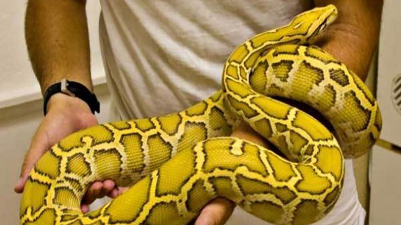 بازار داغ مار و زهرمار