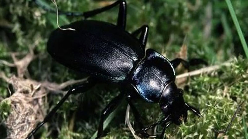 سوسک‌های سیاه مضر نیستند؛ مبارزه شیمیایی توصیه نمی‌شود