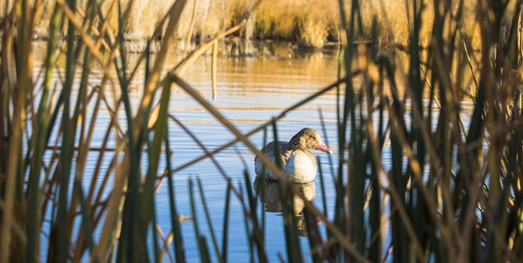تغذیه دستی بدون ضرورت برای حیات وحش مضر است