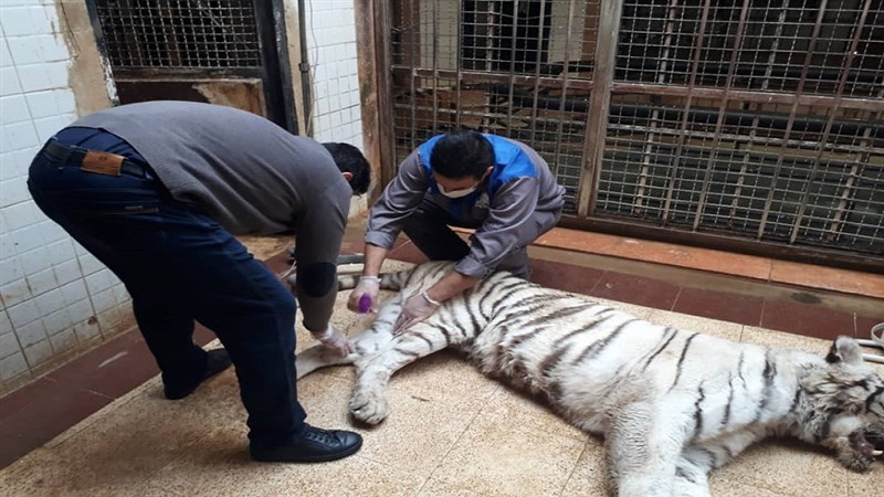 نزاع مرگبار دو ببر در باغ‌وحش ارم؛ ببر ماده تلف شد 
