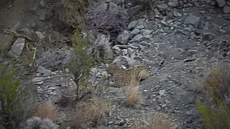 آغاز مراحل درمانی پلنگ گرفتار شده در تله در بشاگرد/ تیم تخصصی از استان فارس به هرمزگان اعزام شد