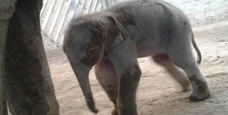 بچه فیل و مادرش در قرنطینه هستند/ امکان بازدید برای عموم وجود ندارد