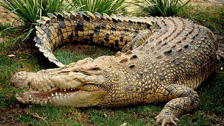 سایه نظارت بر سر پرورش کروکودیل در خراسان رضوی