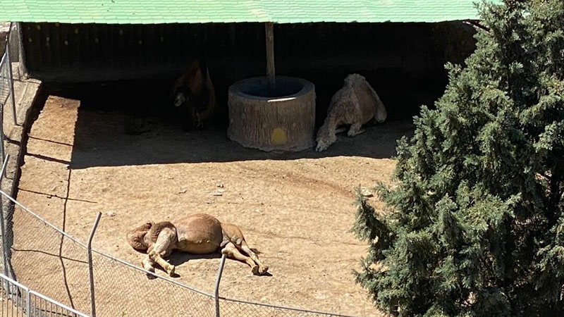 حیوانات باغ ‌وحش صفه اصفهان را نمی‌توان در طبیعت رها کرد