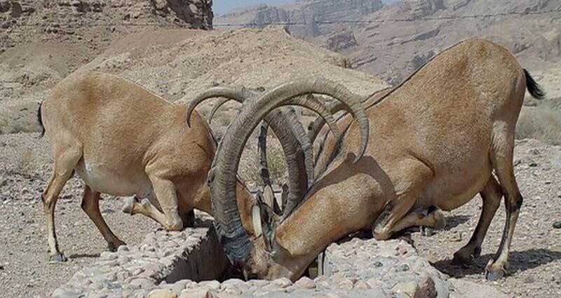 تصمیمات در حوزه حیات وحش کارشناسی و قانونی است/ صدور مجوز شکار ۲۵۰ رأس حیوان در سال گذشته