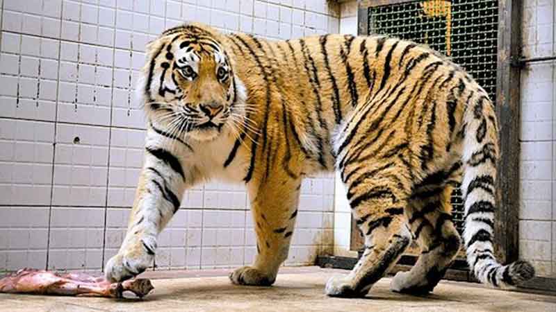 یک‌چهارم از گونه‌‌های جانوری جهان تا سال ۲۱۰۰ از بین خواهد رفت!