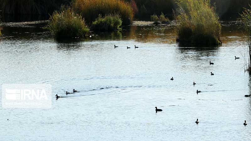 اُردک ماهی، تهدیدی برای اکوسیستم زریبار