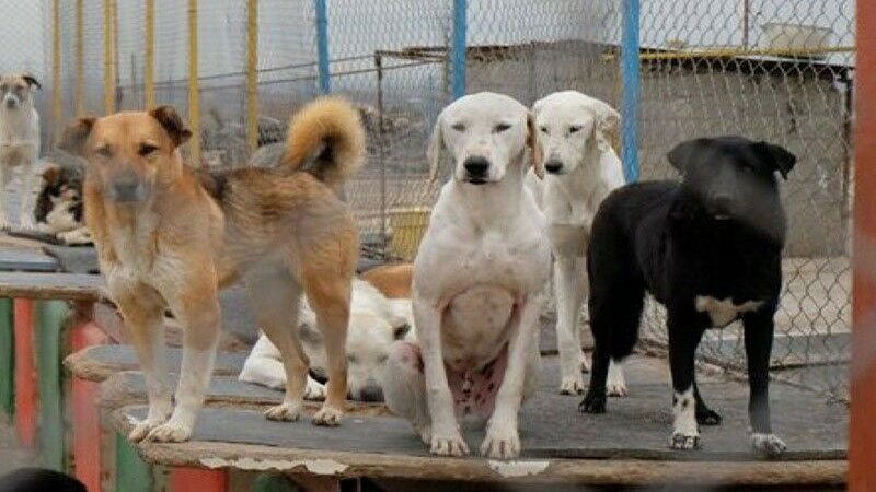 شهردار خبر داد: احداث مکانی مناسب برای نگهداری حیوانات شهری در تبریز