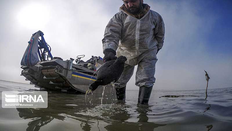  لاشه هزار و ۸۱۴ پرنده از خلیج گرگان جمع‌آوری شد