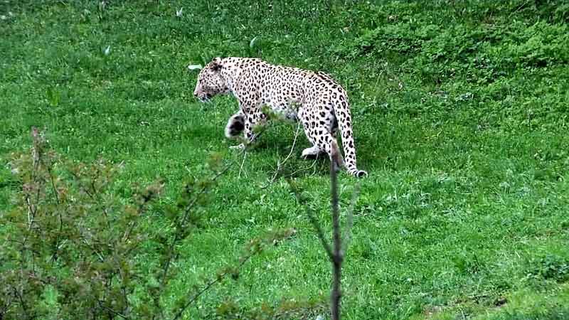 نجات پلنگ گیلان از تله سیمی
