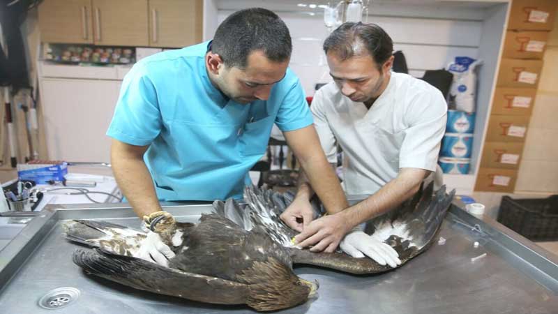 تیمار و نجات ۸۰۰ فرد گونه اهلی و وحشی جانوری با کمک البرزنشینان