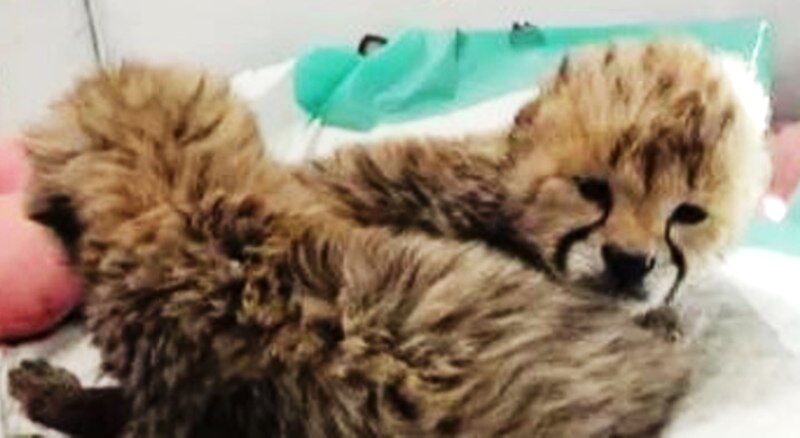 مدیرکل حفاظت محیط زیست استان سمنان: تیم ماهر دامپزشکی کنار «توران و آذر» هستند