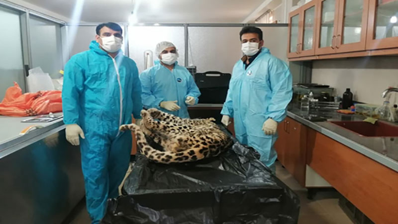 کالبدگشائی دومین پلنگ تلف شده طی یک ماه گذشته در کهگیلویه و بویراحمد