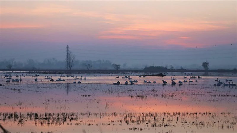 توزیع یک تن ذرت و جو برای غذادهی قوها در سرخرود محمودآباد/ جمعیت قوها به 2 هزار فرد رسیده است