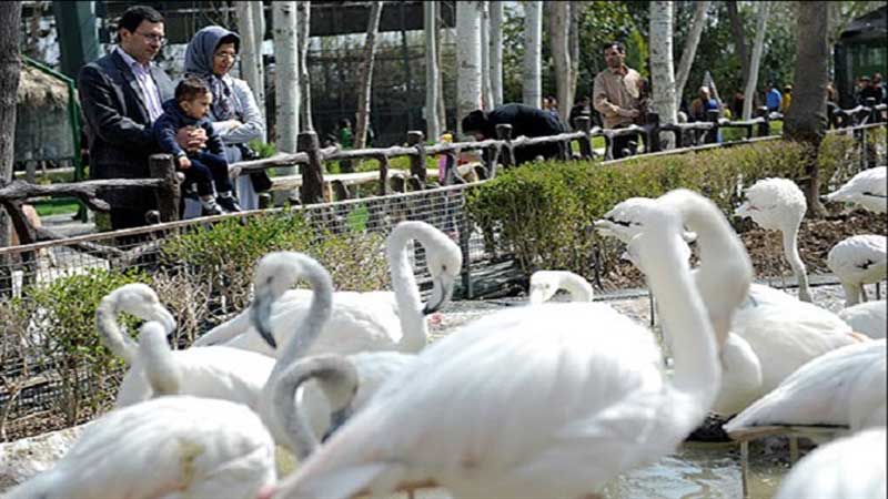 واکنش مدیر باغ پرندگان مشهد به کلیپ مجروحیت «لک‌لک مارابو»: بیماری خاصی پرندگان را تهدید نمی‌کند/ نظارت دامپزشکی و محیط زیست بر نگهداری گونه‌های باغ پرندگان مشهد