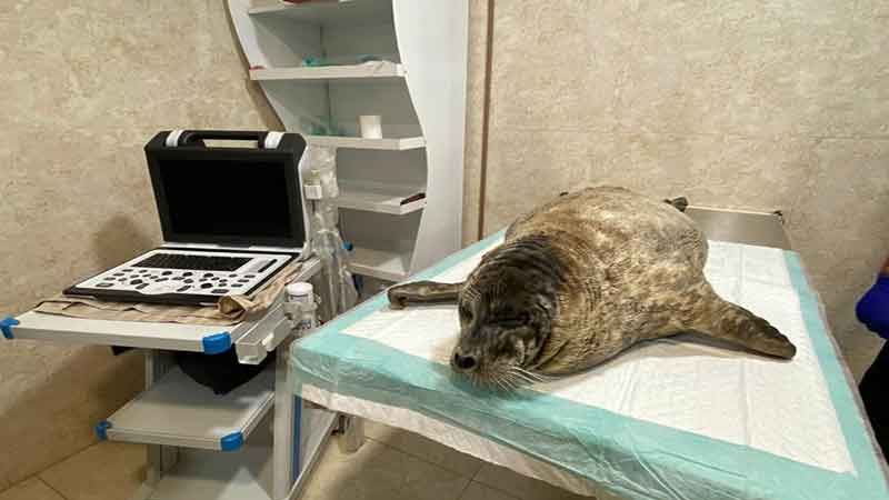 جزئیات مرگ فکی که به ساحل بابلسر پناه آورد