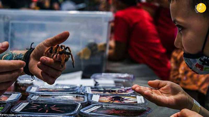 نمایشگاه مار، عقرب و مارمولک در لهستان