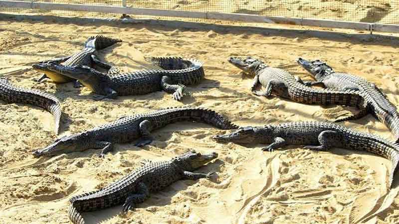 مجوز جابجایی کروکودیل در ملایر صادر نشده است/ پرورش کروکودیل مناسب آب و هوای همدان نیست