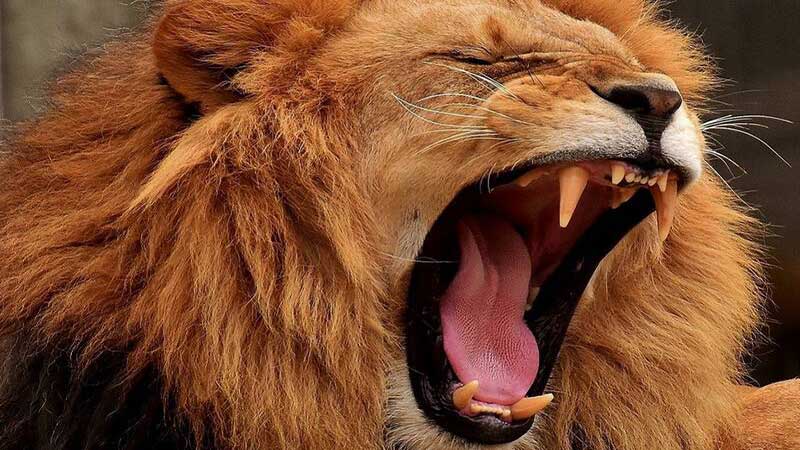 ویدئو؛ عصب‌کشی دندان‌ شیر