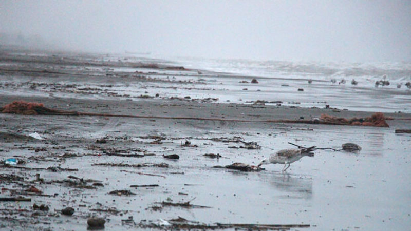 رئیس اداره حفاظت محیط زیست لنگرود خبر داد؛ گرفتار شدن در تور صیادان و خفگی علت مرگ ۱۳۸ قطعه باکلان در لنگرود