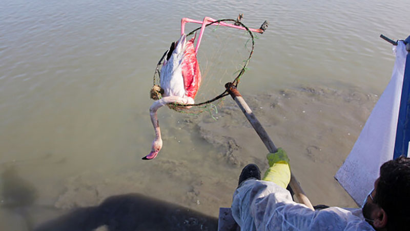 تلفات ۸۴۰۰ بال پرنده مهاجر از تالاب میانکاله و خلیج گرگان