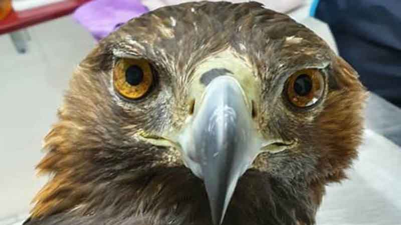 مرگ دردناک عقاب طلایی در دامپزشکی پس از شکار ناکام