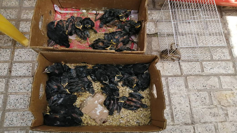 کشف 48 قطعه پرنده وحشی از پرنده فروشی های مشهد