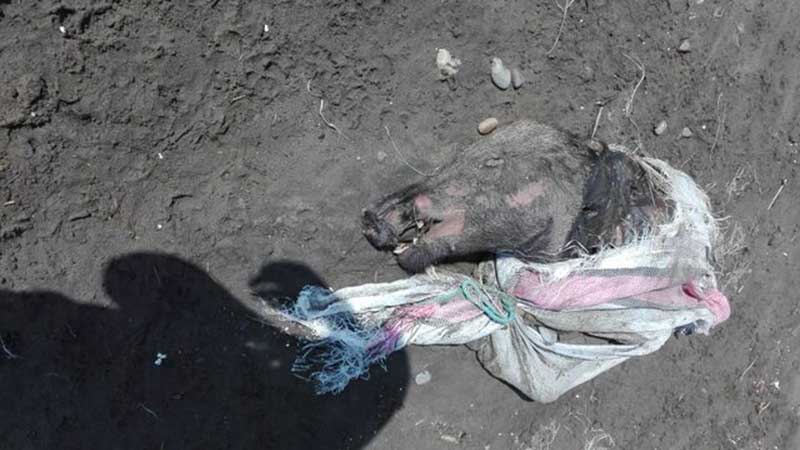 گراز بی‌سر از شایعه تا واقعیت!