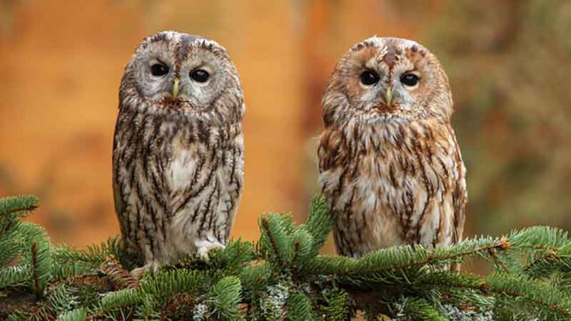 رهاسازی ۲۰۰ گونه جانوری از ابتدای سال جاری با رعایت پروتکل‌های دامپزشکی حیات وحش