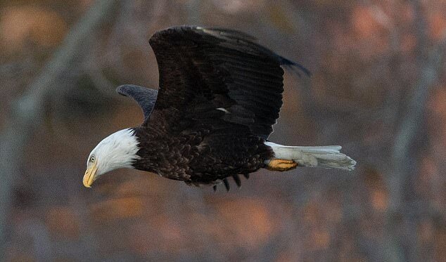 دستگیری متهمان شکار و صید حیوانات وحشی در بردسکن 