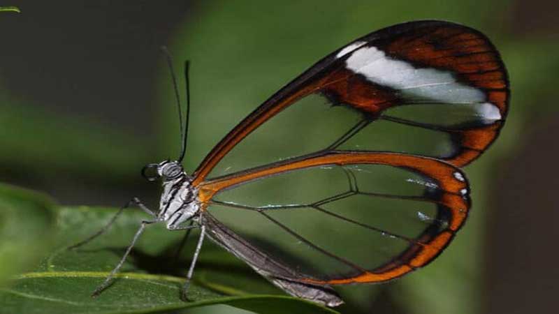 مدیرکل دفتر موزه ملی تاریخ طبیعی و ذخایر ژنتیکی تشریح کرد: برنامه‌های سازمان محیط‌زیست برای حفاظت از ذخایر ژنتیکی حیات‌وحش