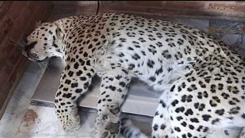 یک قلاده پلنگ زخمی ایرانی در دامنه های دنا تلف شد