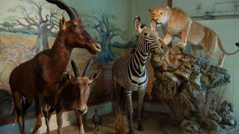 خرید و فروش حیوانات تاکسیدرمی شده جرم است