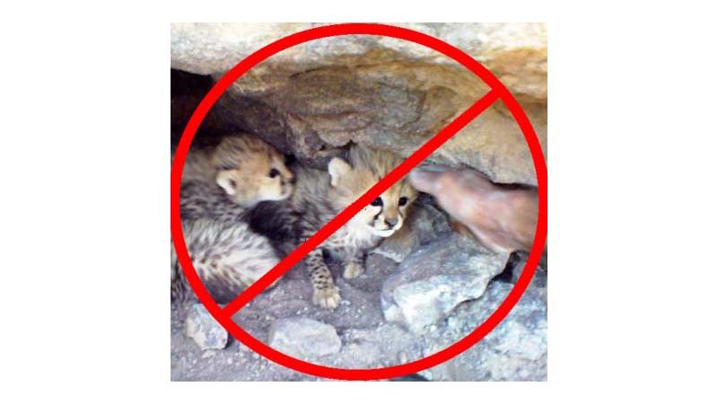 در فصل زادآوری به نوزادان حیات وحش دست نزنید