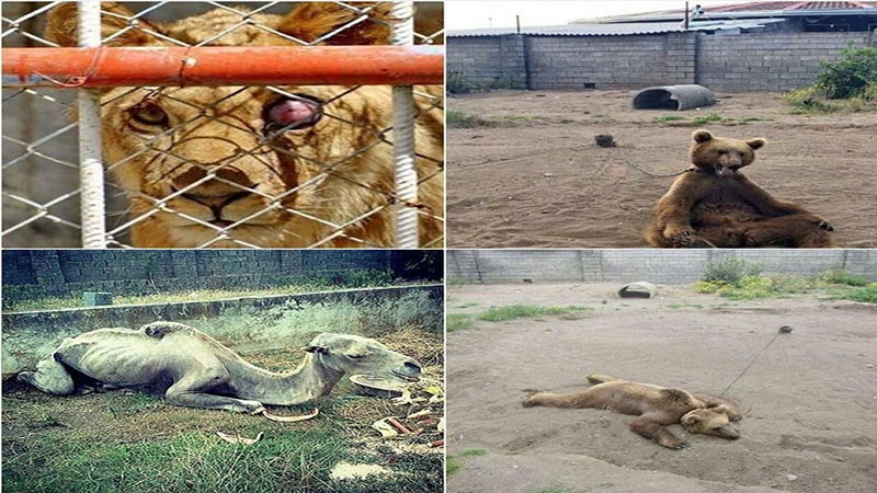 زندگی فلاکت‌آمیز حیوانات در باغ‌وحش‌های ایران