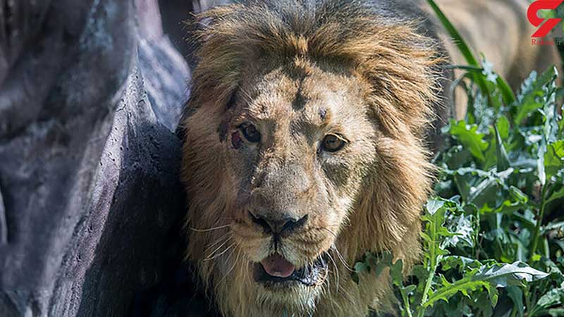 مداوای شیر نر باغ وحش تهران زیر نظر اروپایی ها / شیر نر پارک ارم بیمار است + عکس