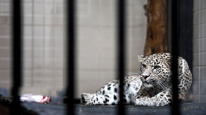 «ماوی» درگیر بیماری عفونی است/وضعیت جسمی پلنگ ثابت نیست