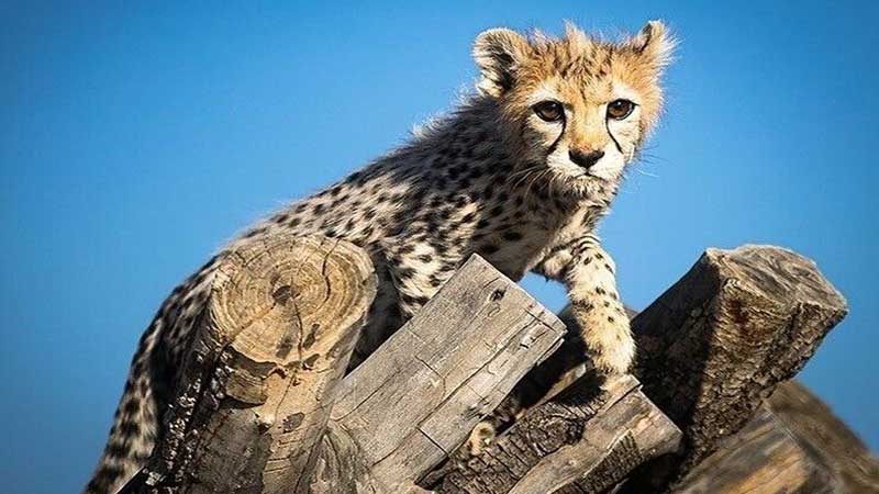 امکان دیالیز پیروز وجود ندارد؛ توله یوز ایران در کماست؟ دستگاه دیالیز برای پیروز در کشور وجود ندارد