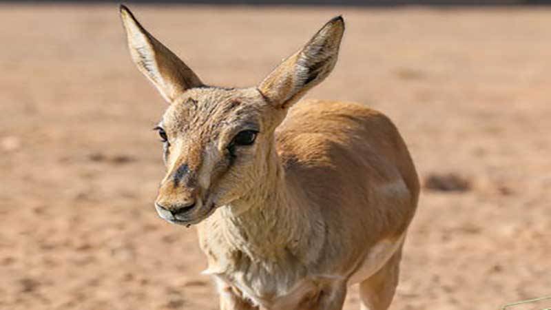 شوکای رامسر از ناحیه پا دچار جراحت بود/ تشریح دلیل مرگ