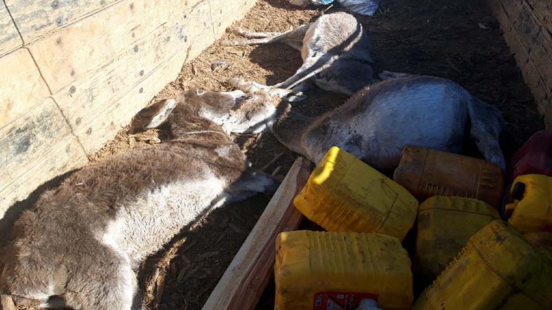 کشف و توقیف سه راس الاغ مرده در پست قرنطینه کامه  تربت حیدریه