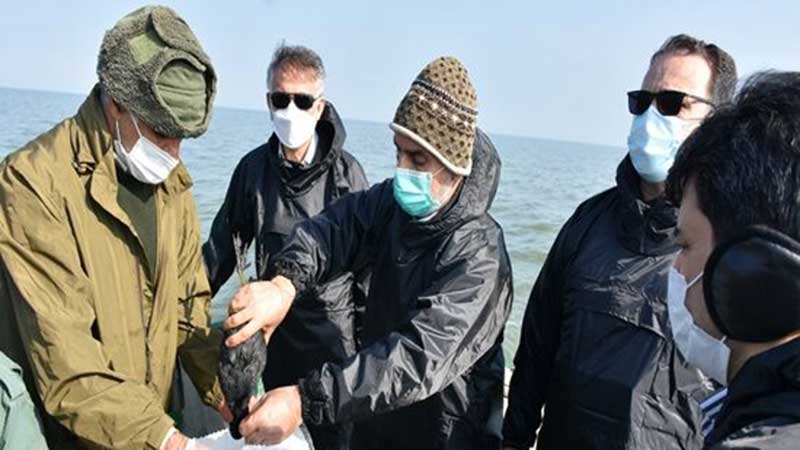 معاون بهداشتی و پیشگیری سازمان دامپزشکی کشور از تالاب میانکاله بازدید کرد