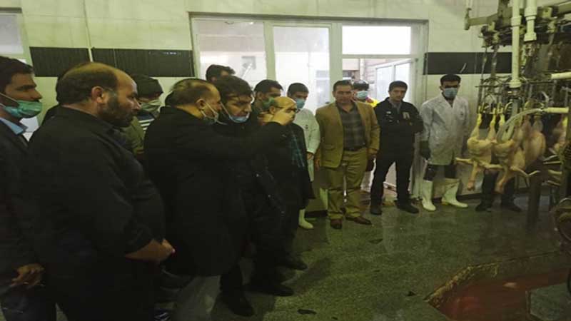 بازدید نماینده شهرستان بیجار در مجلس شورای اسلامی از کشتارگاه طیور شهرستان