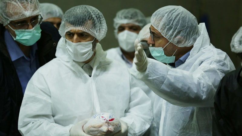 بازدید سرزده معاون وزیر و رئیس سازمان دامپزشکی کشور از کشتارگاه طیور  