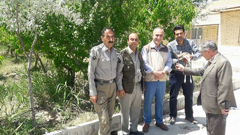 تولد یک راس بره آهو به روش سزارین در محل شبکه دامپزشکی اسفراین