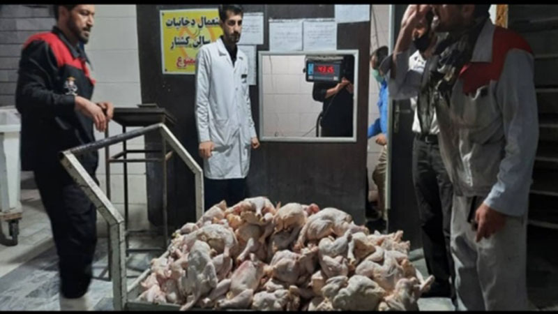 360 کیلو گوشت مرغ غیر قابل مصرف انسانی با هشیاری مسئول فنی مستقر در کشتارگاه از چرخه مصرف انسانی خارج شد