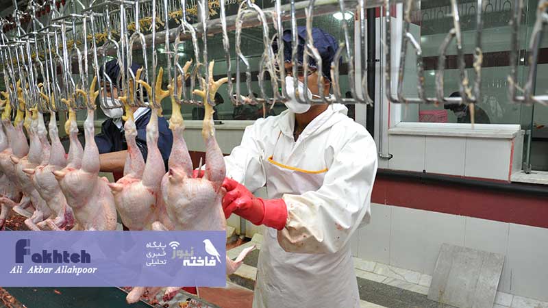 معاون استاندار خراسان جنوبی مطرح کرد: کمبود واحدهای کشتارگاهی و بسته بندی؛ چالش‌های اصلی تولید مرغ