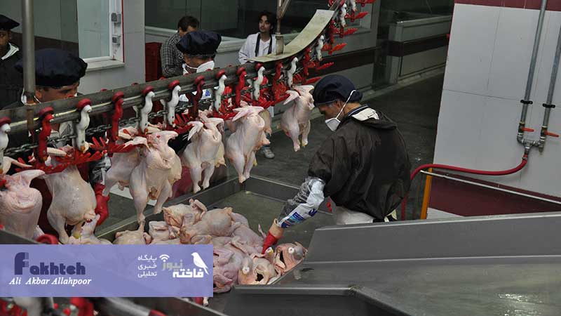 نماینده ویژه دفتر بازرسی وزارت جهاد کشاورزی: انجماد گوشت مرغ ضرورت ندارد و ممنوع است/ چیزی به عنوان قطعه بندی و بسته بندی نباید انجام شود